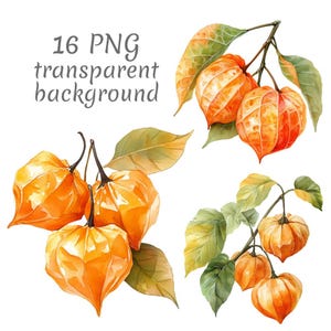 May include: Watercolor illustration of orange physalis fruits with green and yellow leaves. The image includes the text "16 PNG transparent background". The fruits are depicted in various arrangements, showcasing their unique shape and texture.