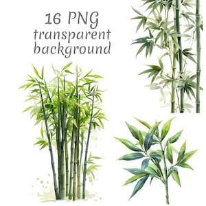 Puede incluir: Ilustraciones en acuarela de plantas de bambú en varios arreglos. La imagen presenta múltiples tallos de bambú con hojas verdes y el texto "16 PNG transparent background". La obra de arte tiene un tema natural y botánico.
