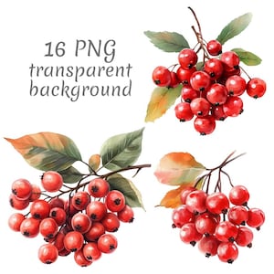 16 Rowan berries watercolor Clipart PNG, Digital Download, Junk Journals, Transparent Background, High Quality, Card Making
