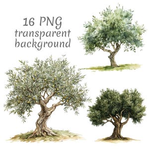 May include: Watercolor illustrations of olive trees with green foliage and brown trunks. The image includes three different tree variations, each with a unique shape and style. The text "16 PNG transparent background" is also present.