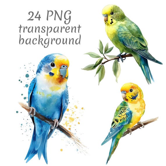 24枚のセキセイインコの水彩画クリップアートPNG。デジタル