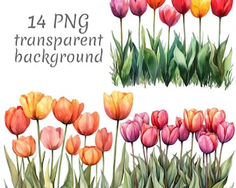 14 tulpanblommor akvarell clipart PNG. Digital nedladdning, skräpjournaler, transparent bakgrund högkvalitativ scrapbooking korttillverkning
