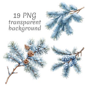 19 frostade tallgrenar akvarell clipart PNG. Digital nedladdning skräpjournaler, transparent bakgrund, scrapbooking, korttillverkning