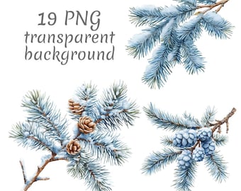 May include: Watercolor illustration of four evergreen branches with snow and pine cones. The image includes the text "19 PNG transparent background". The branches are a light blue-green color.