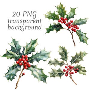 Puede incluir: Ilustración en acuarela de ramas de acebo con hojas verdes y bayas rojas. La imagen incluye el texto "20 PNG transparent background". Las ramas de acebo están dispuestas en un patrón decorativo, ideal para diseños navideños.