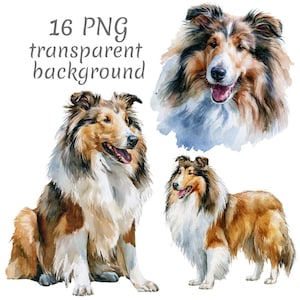 Può includere: Una collezione di tre illustrazioni ad acquerello di un cane Collie a pelo lungo con pelo marrone, bianco e nero. Le immagini mostrano il cane in diverse pose, tra cui un ritratto e viste a figura intera, con il testo 16 PNG transparent background.