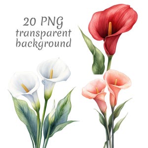 May include: Watercolor illustration of calla lilies in various colors. The image features white, red, and peach-colored flowers with green leaves. Text at the top reads "20 PNG transparent background."