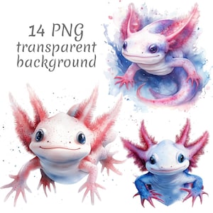 14 Axolotl  Watercolor Clipart PNG, Digital Download, junk journals, transparent background, high quality, scrapbooking, Card Making