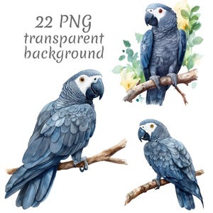 22 African grey parrot watercolor clipart PNG. Digital Download, junk journals, transparent background high quality scrapbooking card making