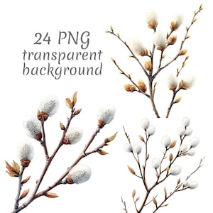 24 Pussy Willow Catkins akvarell Clipart PNG. Digital nedladdning, skräpjournaler, transparent bakgrund, scrapbooking, korttillverkning
