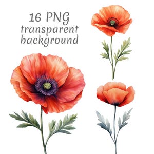 16 Red poppy floral watercolor clipart PNG. Digital Download, junk journals, transparent background high quality scrapbooking Card Making
