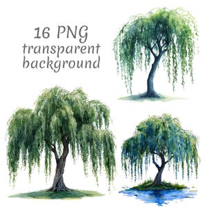 May include: Watercolor illustrations of weeping willow trees in various poses. The trees have green foliage and brown trunks. The image includes the text "16 PNG transparent background".
