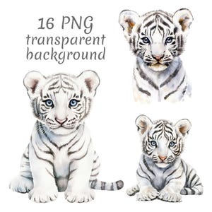 Puede incluir: Ilustraciones en acuarela de tres cachorros de tigre blanco con ojos azules y rayas negras. Los cachorros están en varias poses, uno sentado, uno acostado y otro con la cabeza levantada. El texto en la parte superior dice "16 PNG fondo transparente."