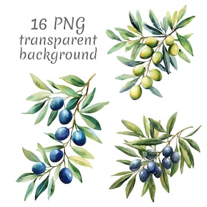 May include: Watercolor illustration of olive branches with green and dark blue olives and green leaves. The image includes the text "16 PNG transparent background".