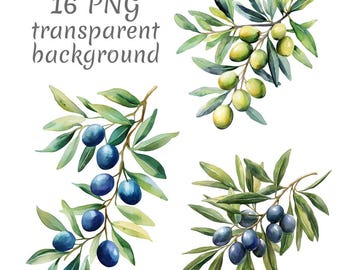 16 clipart aquarelle rameau d'olivier PNG. Téléchargement numérique, journaux indésirables, fond transparent, haute qualité, scrapbooking, fabrication de cartes