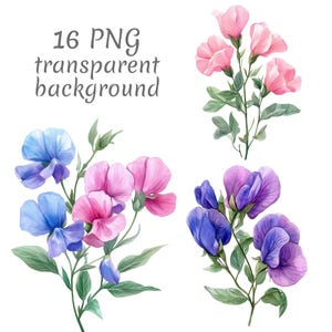 16 Sweet pea Blumen Aquarell Clipart PNG. Digitaler Download, Junk Journals, transparenter Hintergrund, hohe Qualität, Scrapbooking Kartenherstellung