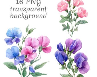 16 Sweet pea flower watercolor clipart PNG. Digital Download, junk journals, transparent background high quality scrapbooking Card Making