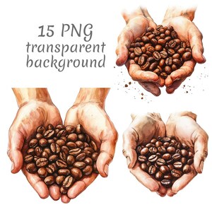 Puede incluir: Ilustración en acuarela de manos sosteniendo granos de café tostados. La imagen incluye el texto "15 PNG fondo transparente". Los granos de café son de color marrón oscuro y las manos están pintadas con detalle realista.