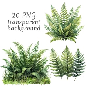 May include: Watercolor illustrations of green ferns in various arrangements. The image includes several fern clusters and individual fronds, with the text "20 PNG transparent background" in the upper left corner.