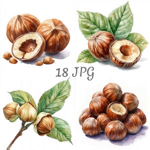 Puede incluir: Ilustraciones en acuarela de avellanas. La imagen muestra avellanas enteras y partidas por la mitad, algunas con hojas verdes, y una rama con avellanas. También está presente el texto "18 JPG".