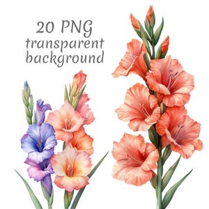 20 Gladiolus flower watercolor clipart PNG. Digital Download, junk journals, transparent background high quality scrapbooking Card Making