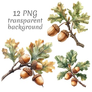 Könnte beinhalten: Aquarellillustration von Eichenzweigen mit Eicheln und Blättern. Das Bild zeigt mehrere Zweige mit detaillierten Darstellungen von braunen Eicheln und grünen und gelben Blättern. Der Text im Bild lautet "12 PNG transparent background."