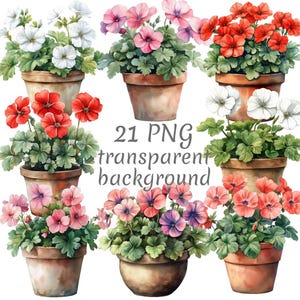 Puede incluir: 21 imágenes PNG de geranios de acuarela en macetas con fondo transparente. Los geranios son de varios colores, incluyendo rosa, rojo y blanco.