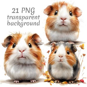 Puede incluir: Tres conejillos de indias con pelaje marrón y blanco. Los conejillos de indias están mirando a la cámara con la boca ligeramente abierta. Los conejillos de indias están sobre un fondo blanco con algunas flores borrosas en el fondo.