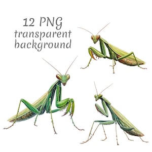 May include: Four detailed illustrations of praying mantises in various poses against a white background. The insects are primarily green with brown and yellow accents. Text at the top reads "12 PNG transparent background."