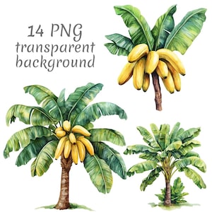 May include: Watercolor illustration of banana trees and bunches of bananas. The image includes four separate illustrations of banana trees with green leaves and yellow bananas. The text "14 PNG transparent background" is also included.