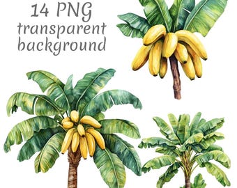 May include: Watercolor illustration of banana trees and bunches of bananas. The image includes four separate illustrations of banana trees with green leaves and yellow bananas. The text "14 PNG transparent background" is also included.