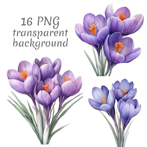 16 Crocus flower clipart PNG. Digital Download, junk journals, transparent background high quality scrapbooking Card Making