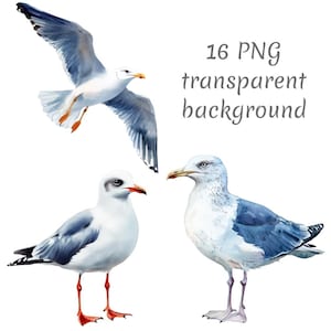 16 Seagull watercolor Clipart PNG. Sea clipart, Digital Download, junk journals, transparent background, high quality, watercolor clipart