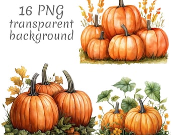 Könnte beinhalten: Aquarellillustrationen von Kürbissen in verschiedenen Anordnungen. Die Kürbisse sind orange mit grünen Stielen, umgeben von Laub und Gras. Der Text "16 PNG transparent background" befindet sich oben links.