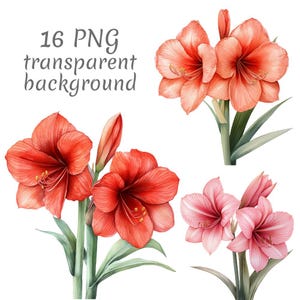 16 Red amaryllis watercolor clipart PNG. Digital Download, junk journals, transparent background, high quality, scrapbooking, Card Making