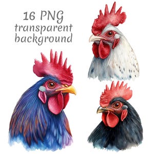 May include: Watercolour illustrations of rooster heads in various colours. One rooster is blue, another is white with black spots, and a third is black. Each has a red comb and wattle, and a yellow beak. The text "16 PNG transparent background" is in the upper left.