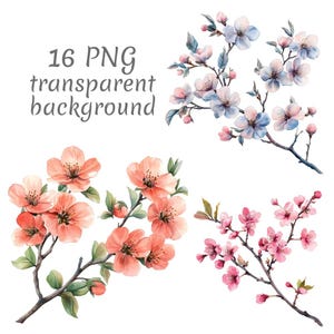 Puede incluir: Ilustraciones en acuarela de ramas florecientes en tonos rosa, melocotón y azul. La imagen incluye el texto "16 PNG transparent background". Los diseños florales son ideales para proyectos de arte digital.