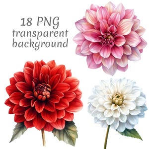 May include: Four watercolor dahlia flowers in shades of red, pink, and white, with green leaves and stems. The image includes the text "18 PNG transparent background".