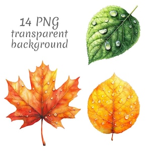 May include: Watercolor illustrations of four leaves with water droplets. The leaves are in shades of green, yellow, and orange. The text "14 PNG transparent background" is in the upper left corner.