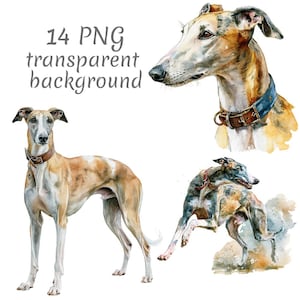 Può includere: Una collezione di illustrazioni ad acquerello raffiguranti levrieri in varie pose, tra cui un cane in piedi, un cane che corre e un ritratto. Il testo 14 PNG transparent background è visualizzato in un carattere grigio.