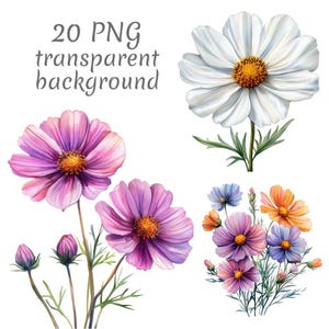 Puede incluir: Ilustraciones de acuarela de flores de cosmos en varios colores, incluyendo blanco, rosa, morado, azul y naranja. La imagen incluye el texto "20 PNG transparent background".