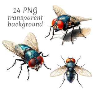 Può includere: Illustrazioni ad acquerello di mosche con corpi blu iridescenti, grandi occhi rossi e ali traslucide. L'immagine include il testo "14 PNG transparent background".