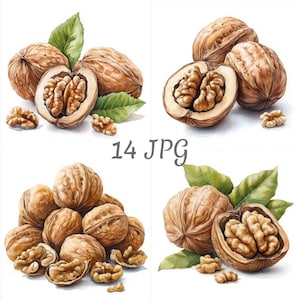 14 clipart di noci ad acquerello JPG, download digitale, junk journal, lavori con la carta, creazione di biglietti, scrapbooking