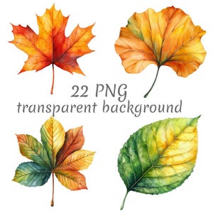 Puede incluir: Ilustración en acuarela de cuatro hojas de otoño en tonos rojos, naranjas, amarillos y verdes. Las hojas tienen venas y texturas detalladas. El texto dice "22 PNG transparent background".