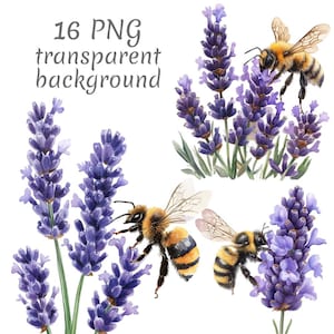 May include: Watercolor illustration featuring lavender sprigs and honeybees. The lavender has purple flowers and green stems. The bees are yellow and black. Text at the top reads "16 PNG transparent background."