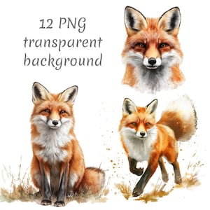 Puede incluir: Tres ilustraciones de acuarela de zorros rojos. El primer zorro es un primer plano de la cabeza y los hombros. El segundo zorro está sentado con la cola enroscada alrededor de sus patas. El tercer zorro está corriendo con la cola levantada.