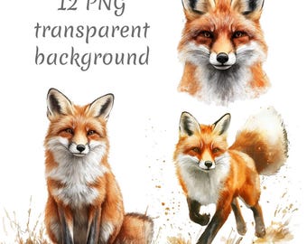 12 Realistic Fox Watercolor Clipart PNG, Digital Download, junk journals, transparent background, high quality, scrapbooking, Card Making