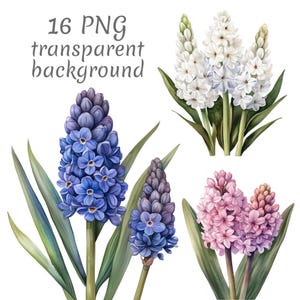 16 Hyacinth flower watercolor clipart PNG. Digital Download, junk journals, transparent background, high quality, scrapbooking, Card Making