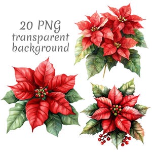 以下が含まれることがあります： 鮮やかな赤い苞と緑の葉を持つポインセチアの花の水彩イラスト。この画像には、お祝いの植物の複数のアレンジメントが含まれており、ホリデーをテーマにしたデザインに最適です。テキストオーバーレイには「20 PNG transparent background」と書かれています。