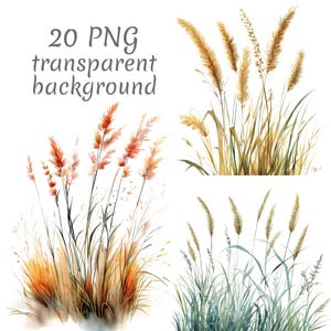 Puede incluir: Ilustraciones en acuarela de varias hierbas y juncos en tonos naranja, marrón y verde. El texto "20 PNG transparent background" se muestra en gris. Adecuado para proyectos de arte y diseño digital.